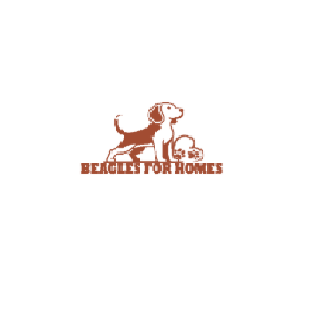 Beagles For  Homes