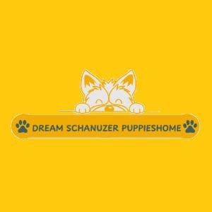 Dream Schnauzer  Puppies Home 