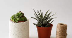 Affordable online plant delivery services &amp; buy indoor plants on