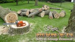 Tree Removal Services Cost London | Affordable Stump Removal