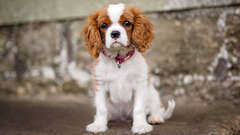 King Charles Spaniel Puppies for Sale | Central Park Puppies - Y
