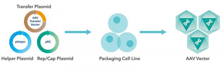 AAV One-stop Solution