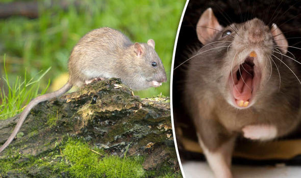 Rat Treatment - 24/7 Rat Exterminator