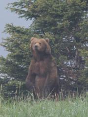 Alaska Bear Watching Tours By Boat In Chinitna Bay &amp; Katmai Nati