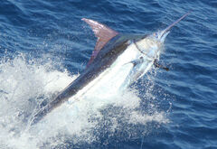 FAD Fishing in Los Suenos, Costa Rica - Dream Raiser Sportfishin
