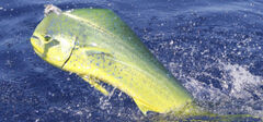 Los Suenos Fishing Reports - Dream Raiser Sportfishing