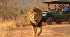 African Wildlife Safari Tours in Kenya | Ashford Tours