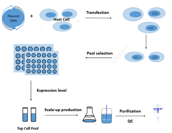 Stable Pool &amp; Material Generation-GenScript ProBio