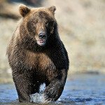 Chinitna Bay Bear Tours | Bear Viewing in Alaska