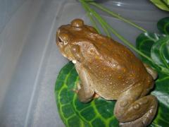 BUFO BUFO VENOM (BUFO ALVARIUS) TOAD VENOM - Tvenom Lab