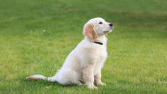 Golden Retriever Puppies for Sale - New York