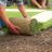 Let\u2019s Get Deep Inside Lawn Care Orlando Online