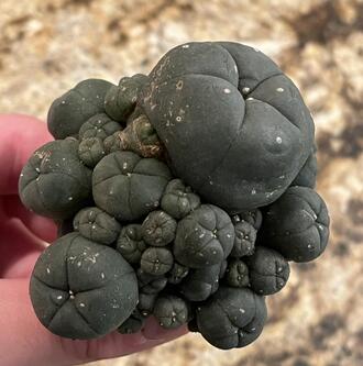 Mescaline Cacti For Sale