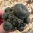 Mescaline Cacti For Sale