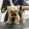 Essential Dog Grooming Tips for Pet Owners in Dubai