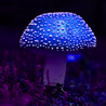 Try Blue Honey Magic Mushrooms