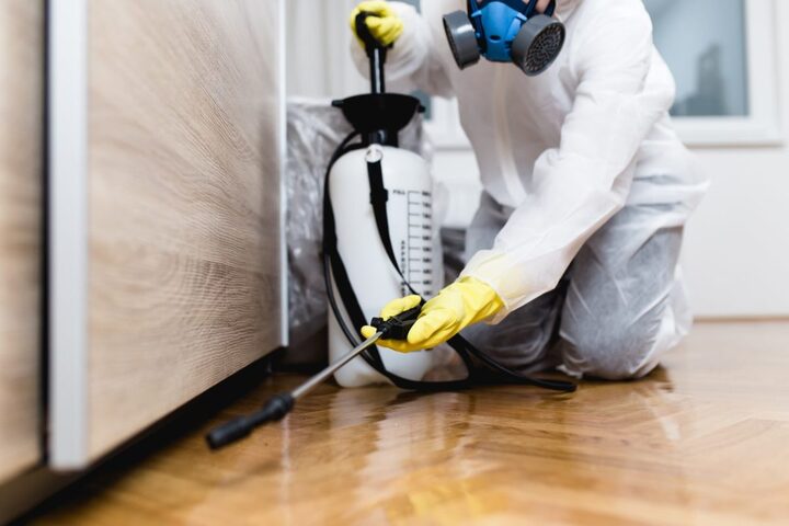 Termite Inspection Brisbane – Benefits and Process Explained