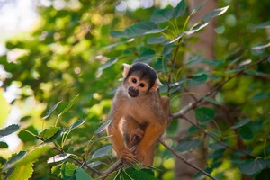 A Brief introduction and overview of the CAPUCHIN Monkeys 