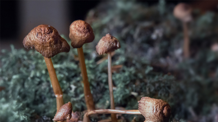 Ancient Hominin Diets Buy shrooms online and the Ecology of Psilocybin-Containing Fungi