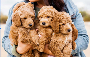 \&quot;Understanding Trazodone Dosage for Dogs: A Guide\&quot;
