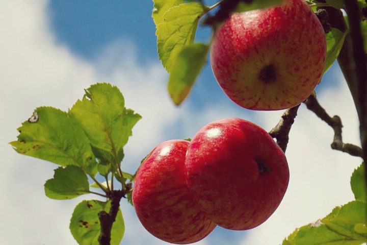 Discover the Power of Apollon Nutrition – Now Available at Blue Sky Vitamin