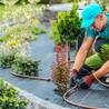 Trusted Gardeners Epping: Creating Stunning Gardens Daily with Absolute Green Life
