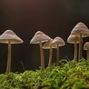 The Next 100 Things To Immediately Do About Shrooms Canada