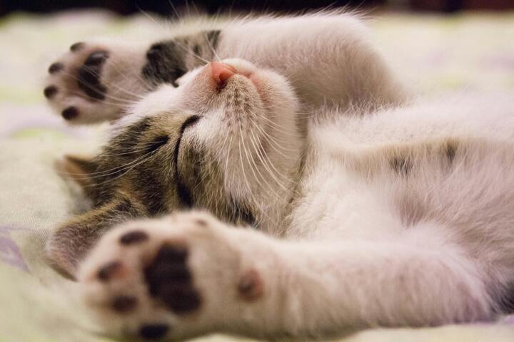 The Latest Innovations in Automatic Cat Feeder Technology
