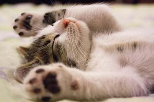 The Latest Innovations in Automatic Cat Feeder Technology