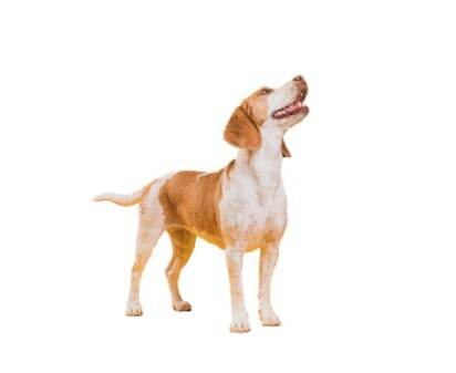 Discover the Benefits of Quality Doggie Daycare for Your Beloved Pet