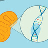  Unveiling the Importance: Mitochondrial DNA and Inherited Diseases