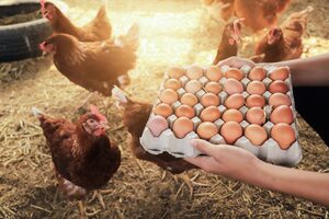 Egg Wholesale Price in Namakkal | Sri selvalakshmi Feeds &amp; Farms