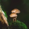 The Best Kept Secrets About Buy Shrooms Online