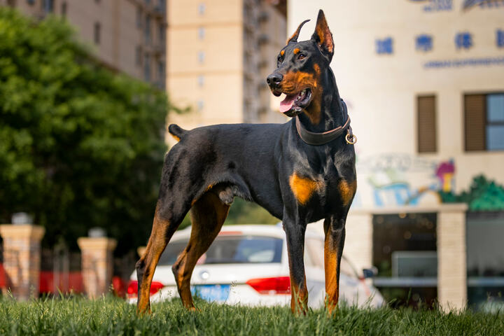 Ready to Welcome a Loyal Companion? Learn More About European Doberman Puppies