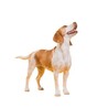 Discover the Benefits of Quality Doggie Daycare for Your Beloved Pet