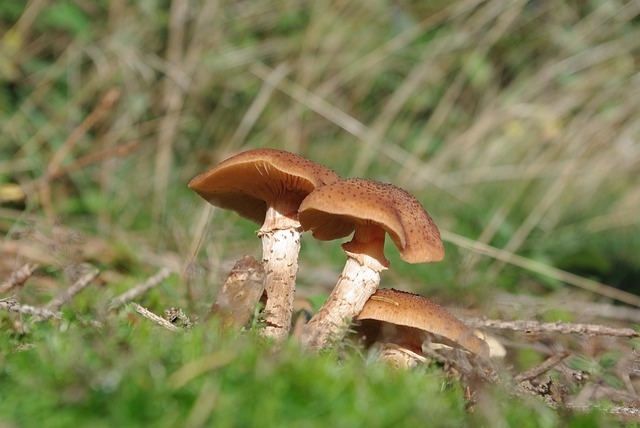 How To Sell Penis Envy Mushrooms