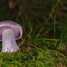 Why Blue Meanie Mushrooms are Scarier than Clowns