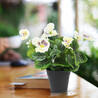 Brighten Your Space with Beautiful Artificial Flowering Plants