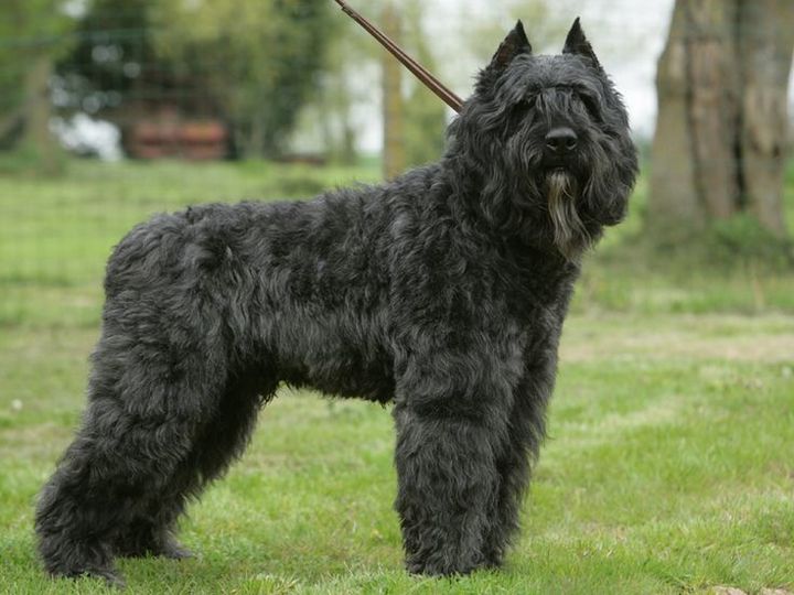 Bouvier Des Flandres