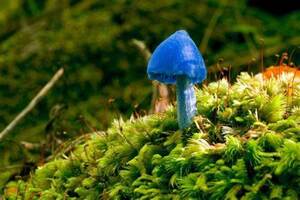 Kids Love Mushroom Dispensary