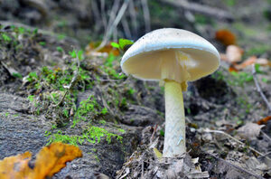 Shiitake Mushroom Skin Benefits &amp; Tips for Youthful Shrooms Online Canada.