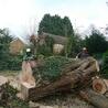 Our Tree Surgeon Has Been Doing Superior Tree Surgery For A Lot Of Years