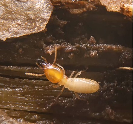 Insect-Specific Treatments: Targeted Solutions for Every Pest Problem