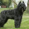 Bouvier Des Flandres