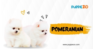 Pomeranian Dogs for Sale: Everything You Need to Know Before Bringing One Home