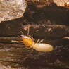 Insect-Specific Treatments: Targeted Solutions for Every Pest Problem