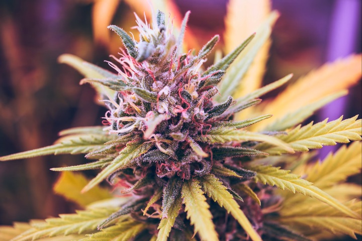 Indica Delights: Elevate Your Summer with These Potent Strains