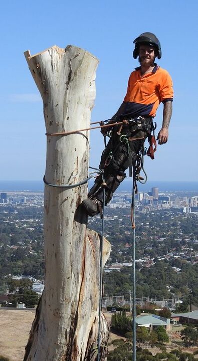 Arborist Experts in Adelaide Hills