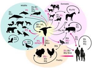 H5N1 Antibodies and Antigens for Research Applications