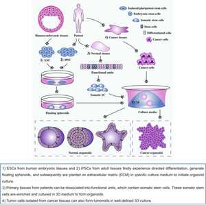 OGN\u2122 Tumor-derived Organoid Culture Kits to Advance Cancer Research